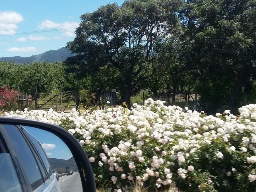 Férias no Chile – Turismo do Vinho no Chile