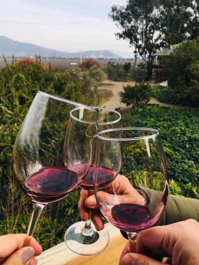 Férias no Chile – Turismo do Vinho no Chile