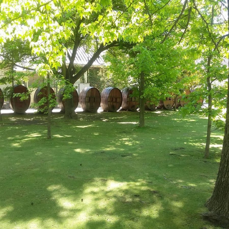 Férias no Chile – Turismo do Vinho no Chile