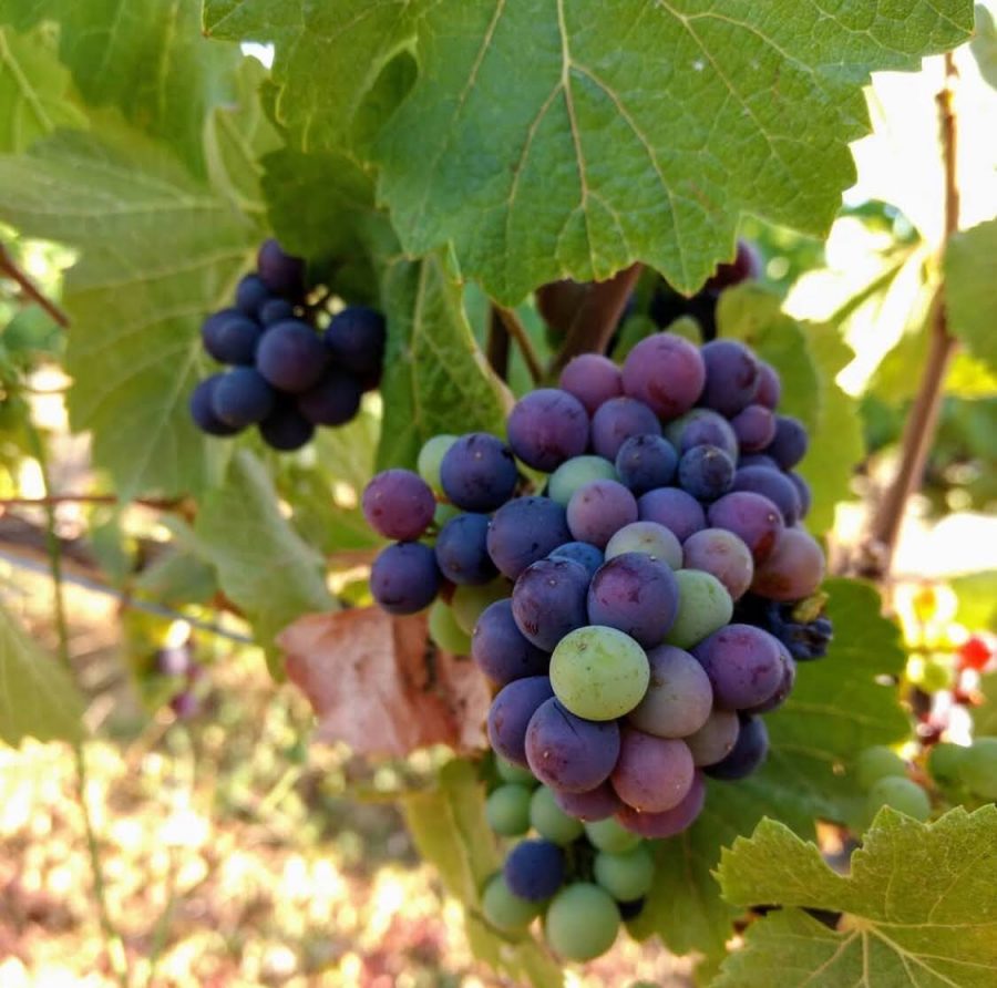 Férias no Chile – Turismo do Vinho no Chile