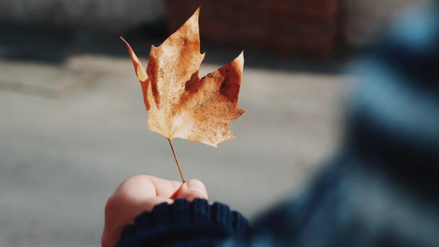 Férias no Chile – Turismo do Vinho no Chile