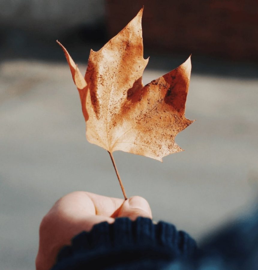 Férias no Chile – Turismo do Vinho no Chile