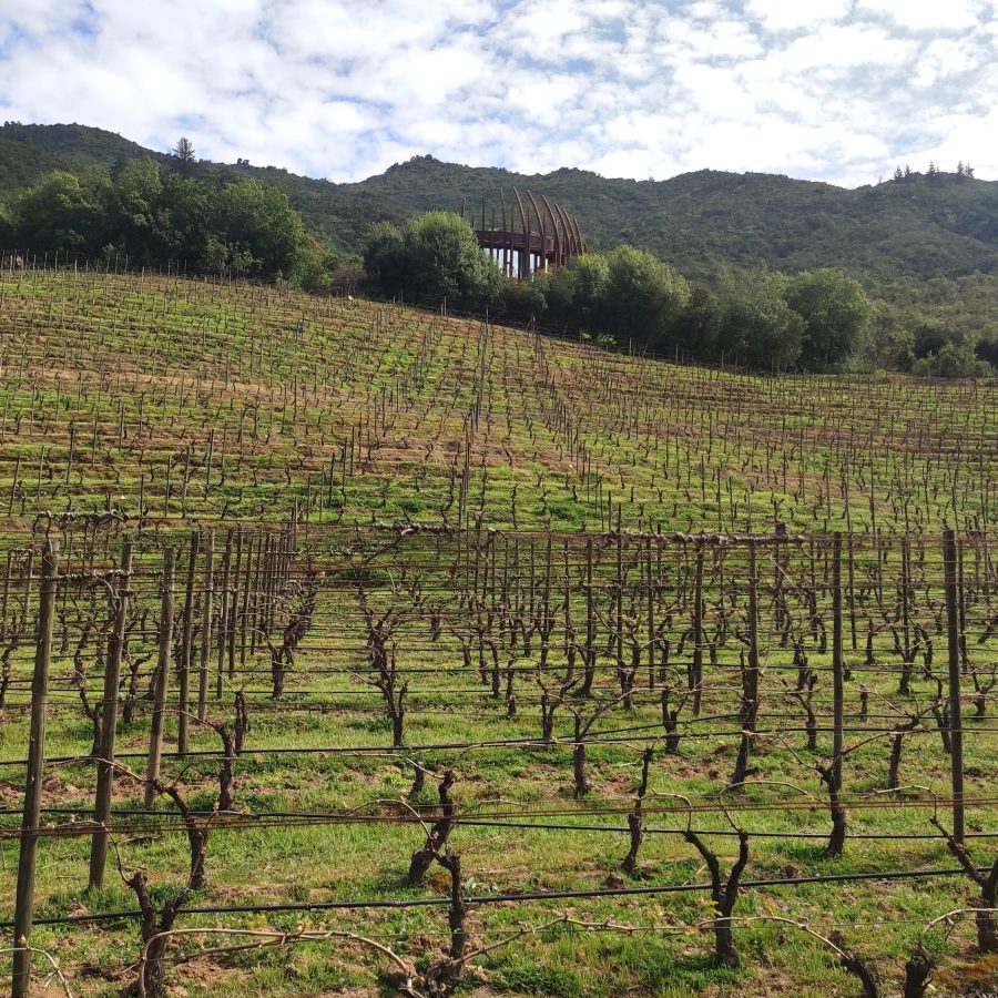 Férias no Chile – Turismo do Vinho no Chile