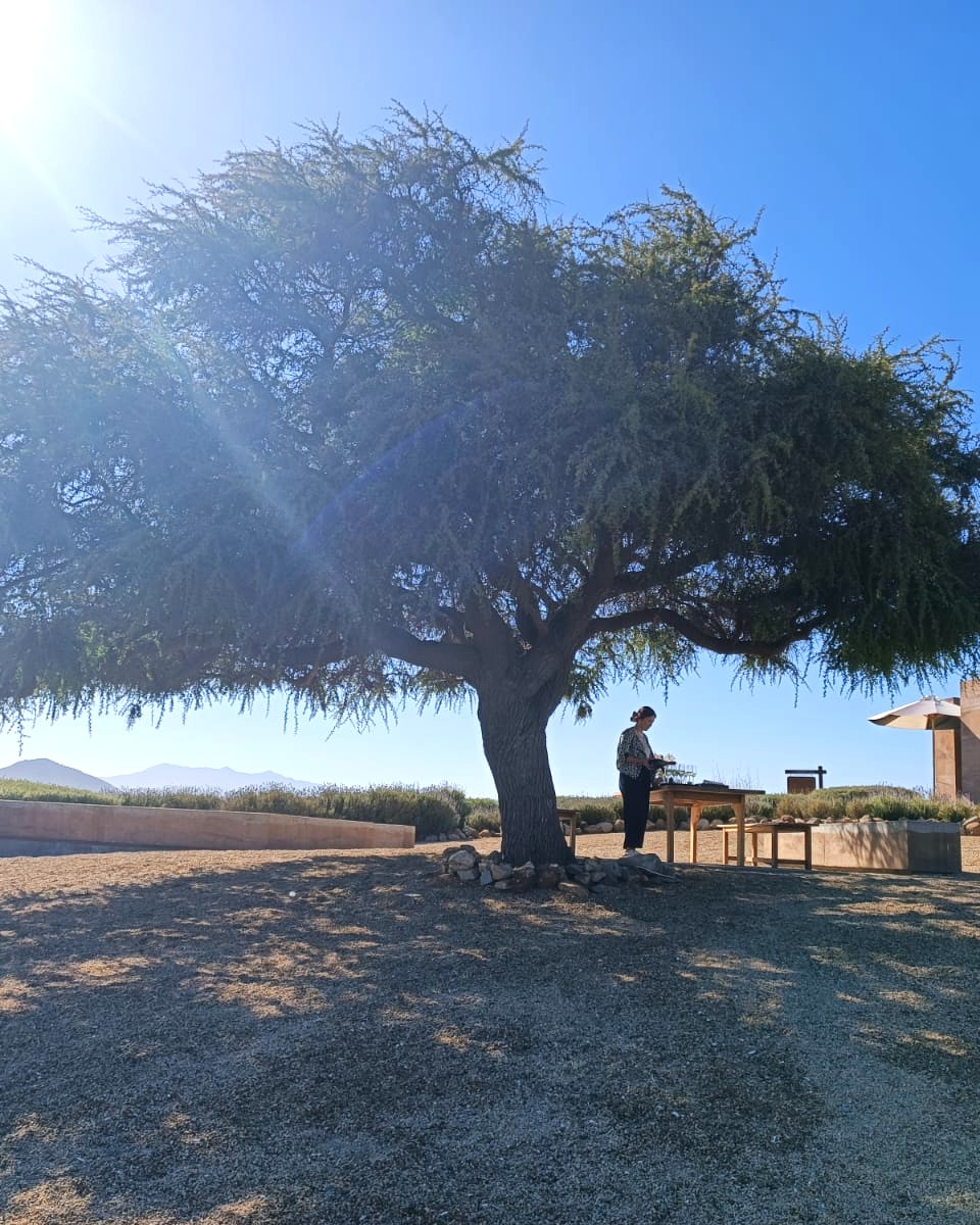 Casas del Bosque - Imagem 9